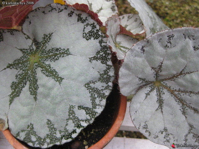 B. ‘Victor Lemoine’